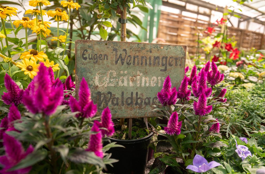 Eugen Wenningers Gärtnerei Waldbach – die Wurzeln des Unternehmens